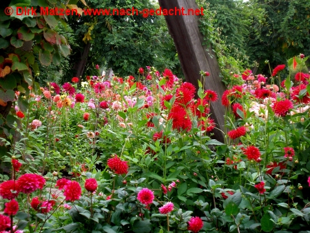 Britzer Garten, Berlin - Dahliengarten