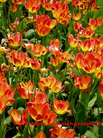 Britzer Garten, Berlin - Tulpen