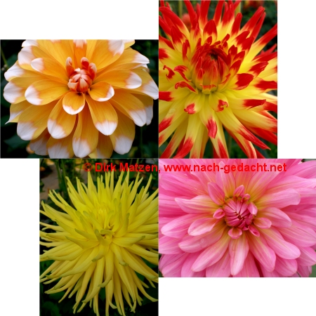 Britzer Garten, Berlin - Dahlienbl�ten