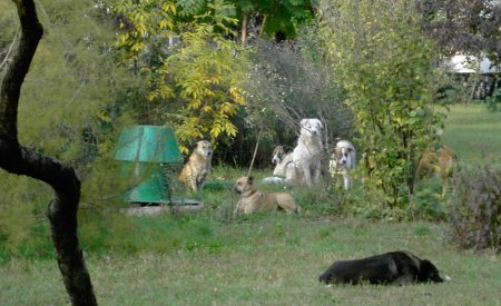 Bukarest, ein Rudel Hunde ein einem Park