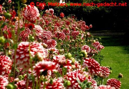 Dahlien