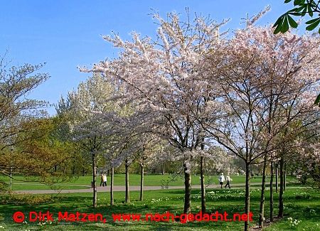 Berlin Britzer Garten, blühende Bäume