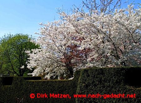 blhenden Bume