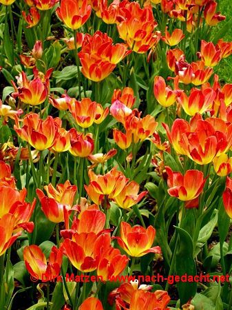 Berlin Britzer Garten, Tulipan
