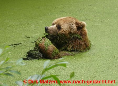 Hamburg-Stellingen - Br in Hagenbecks Tierpark