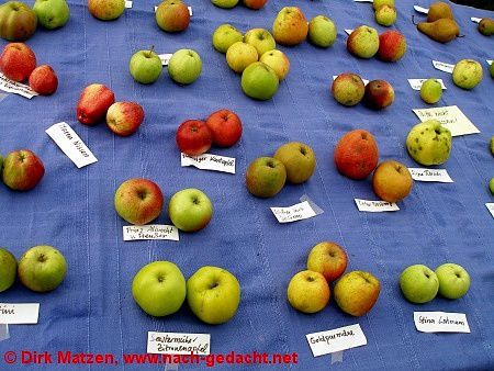 Apfelsorten aus dem Obstmuseum Winderatt