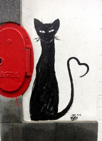 Herz-Katze Ponta Delgada