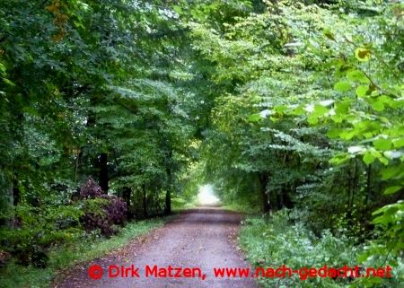 Wald-Radweg bei Kasewinkel