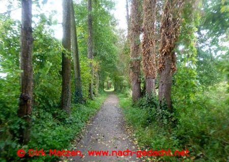 Radweg im Wald