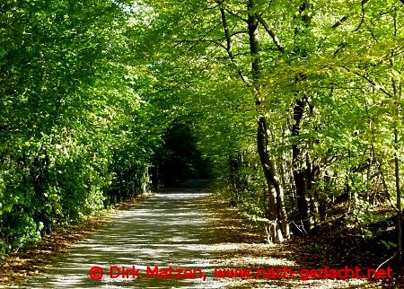 Radweg im Wald