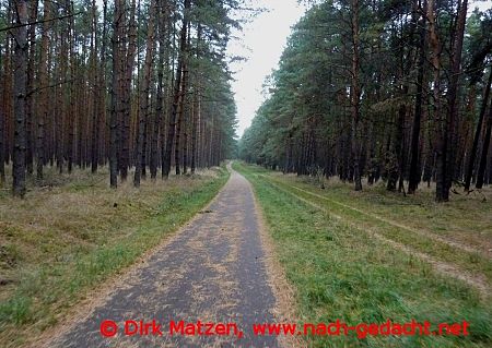 Waldstrecke auf Asphalt