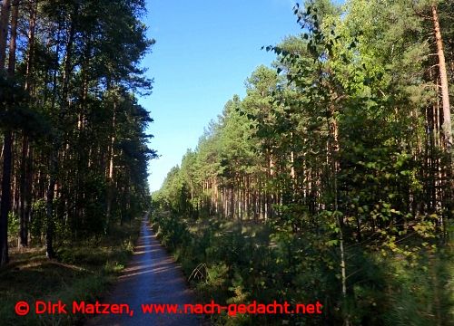 Radweg im Wald bei Beelitz-Heilstätten