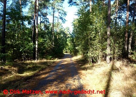 Radweg im Wald