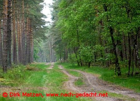 Waldweg