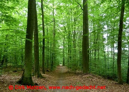 Ilmenauradweg im Wald