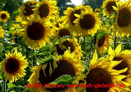 Sonnenblumen-Feld