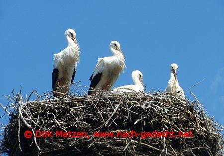 Stochennest