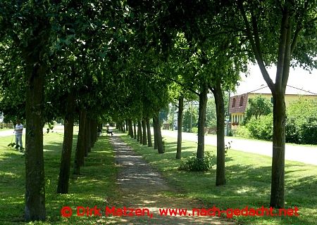 Neubarnim Linden