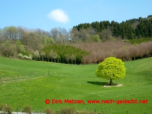 Blhender Baum bei Wiemeringhausen