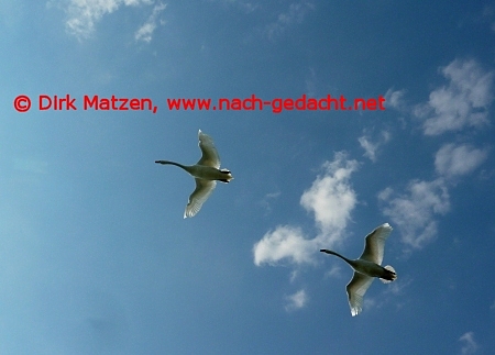 fliegende Schwne