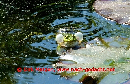 qukender Frosch