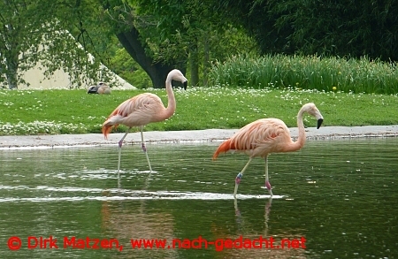 Dortmund Flamingos