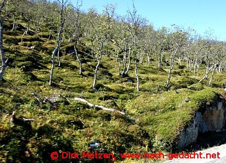 nordische Vegetation am Wegesrand