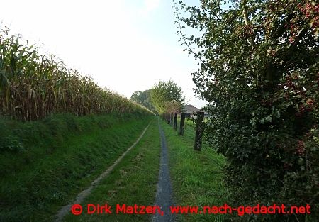 Radweg neben Maisfeld