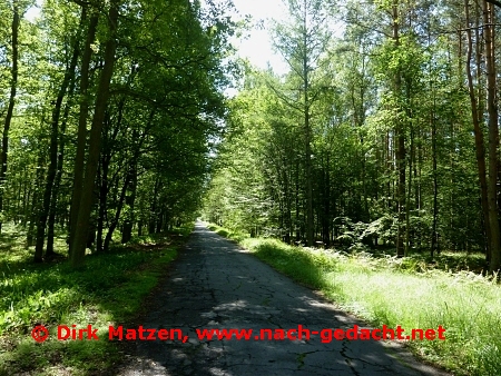 Zielona Odra, Radweg im Wald
