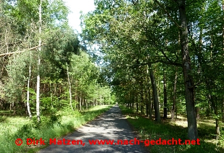 Radweg Grüne Oder, Radweg im Wald