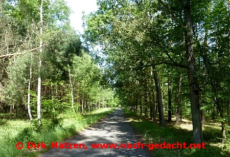 Radweg Grne Oder, Radweg im Wald