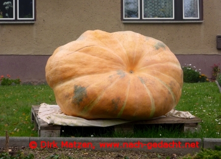 riesiger Krbis