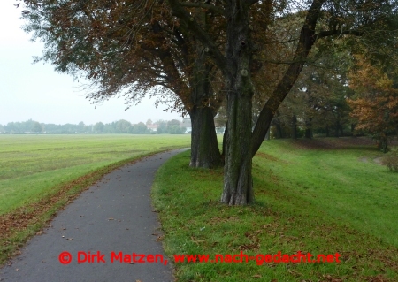 Baumallee bei Forst/Lausitz