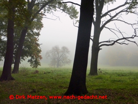 Nebel im Bad Muskauer Park