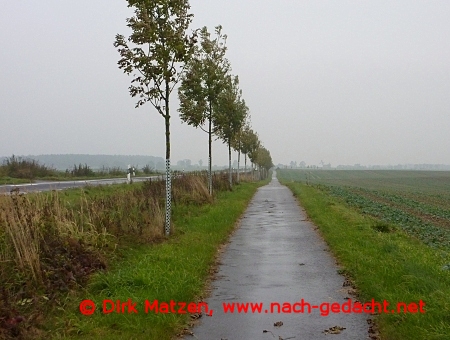 Oder-Neie-Radweg an der B113
