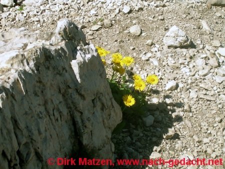 Blumen in Felsen