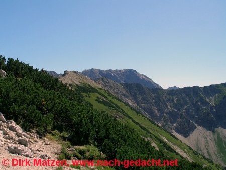 Allguer Alpen, Latschenkiefer am Breitenberg