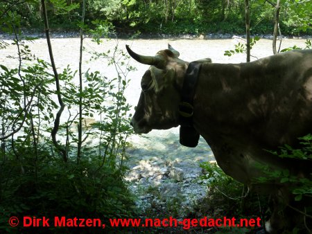 Kuh am Fluß