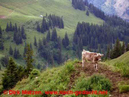 Kuh auf Aussichtspunkt