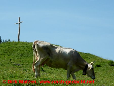 Kuh neben Gipfelkreuz