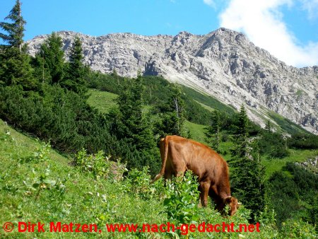 Kuh im Gras vor Hochgebirge