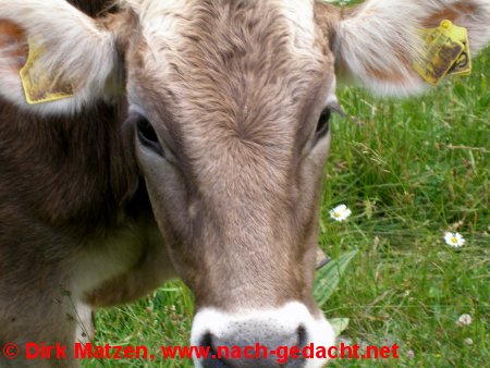 Gesicht einer jungen Kuh