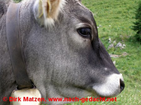Kuh mit Glocke