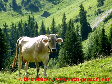 Khe mit beeindruckenden Hrnern