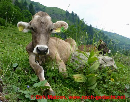 Kuh in den Allgäuer Alpen