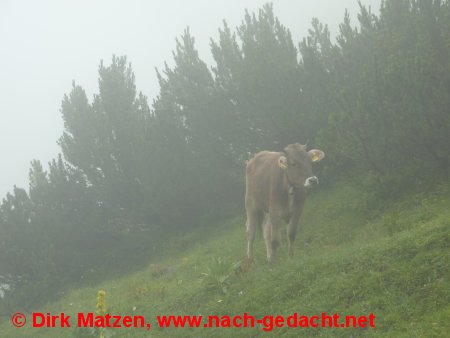 Kuh im Nebel