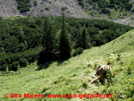 Kuh mit Aussicht