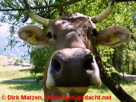 Kuhgesicht voller Fliegen