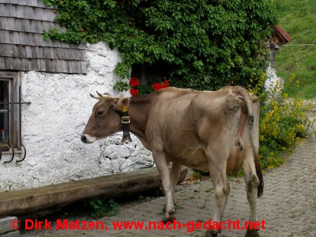 Kuh bei Laufbichl-Alpe