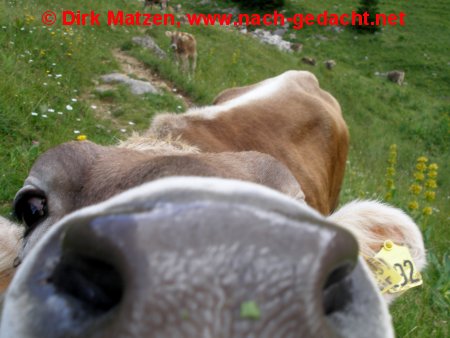 Kuh schaut in Kamera